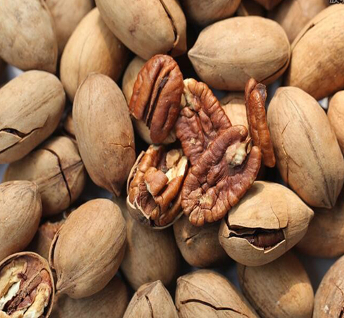Pecan Nut - Raw Pecan Nuts Kernels